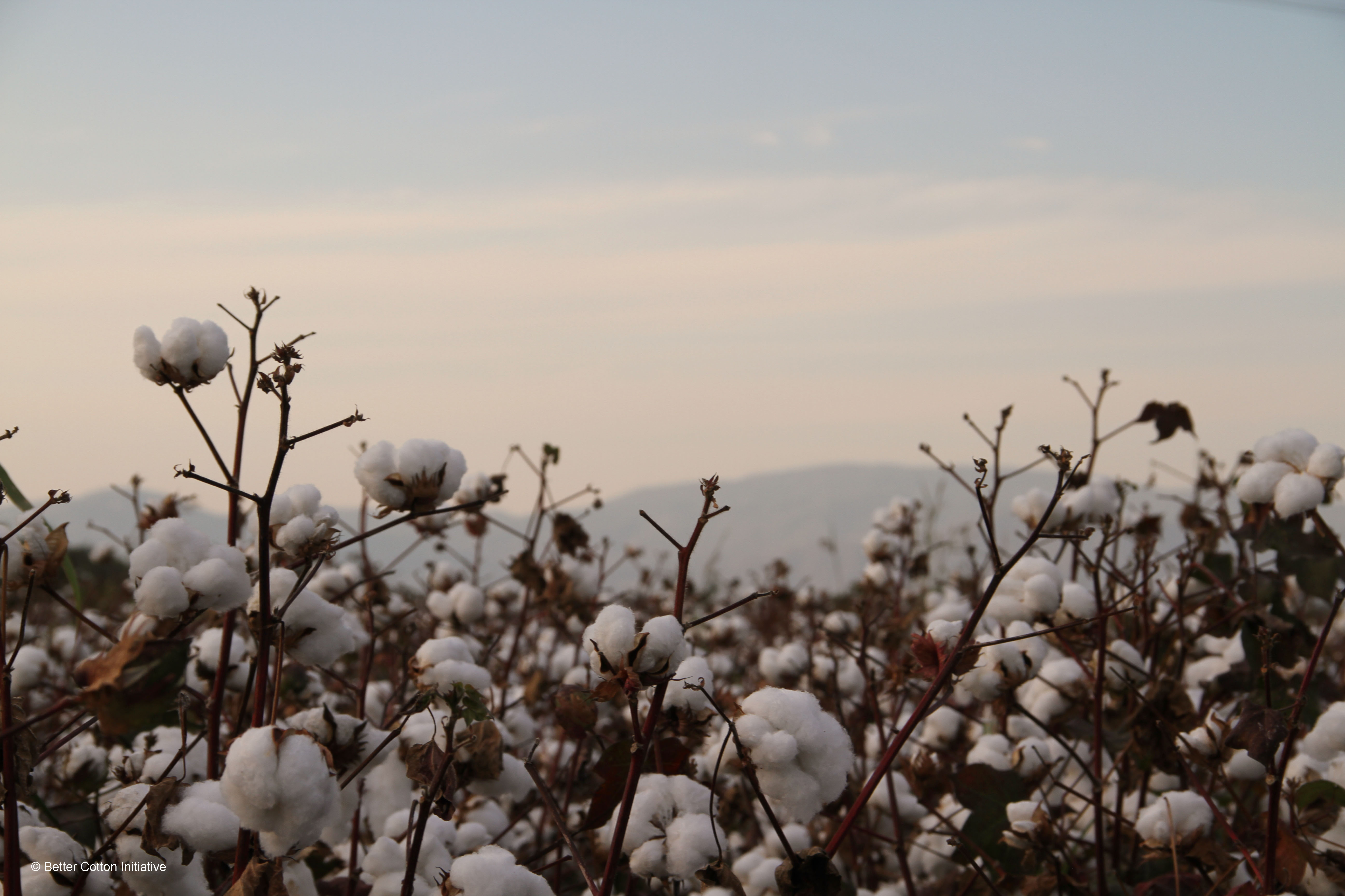 sourcing of cotton